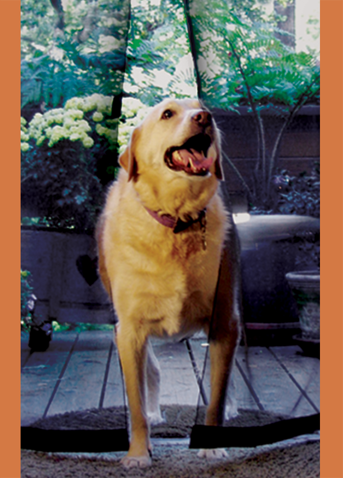 Pets_4.png