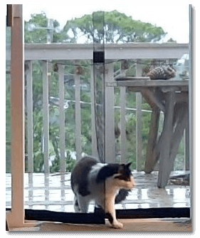 cat_72dpi.png