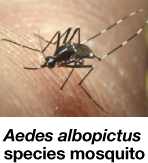 mosquito.png