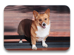 pets.png